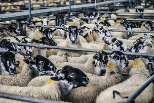 羊,羔羊,市场,农场,动物,农业,牲畜,羊毛,哺乳动物,母羊,农村,群,肉